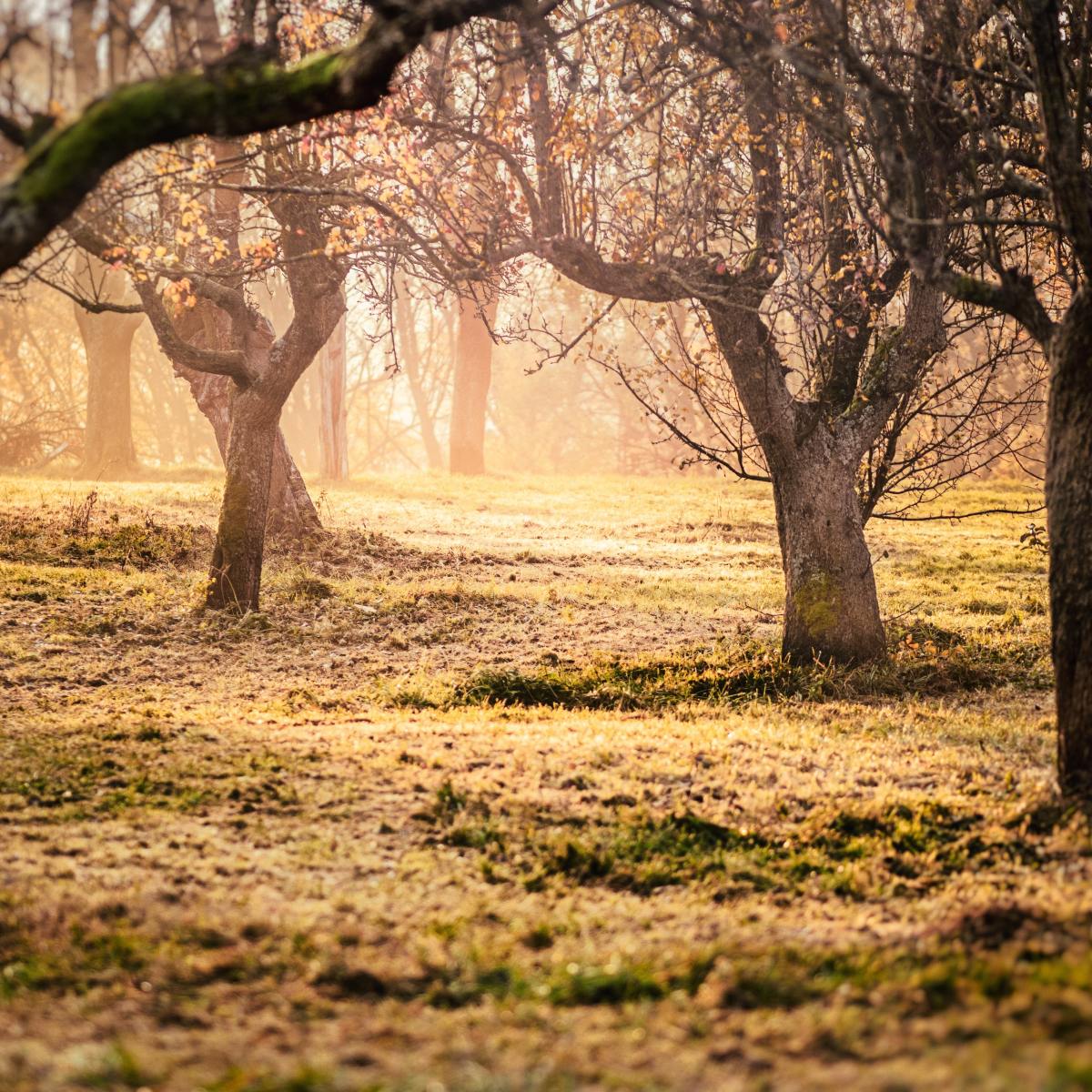 Lizzie’s Diary – Entry&nbsp;4