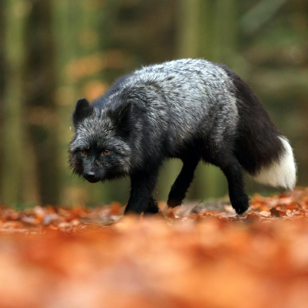 Monty – Entry&nbsp;IX