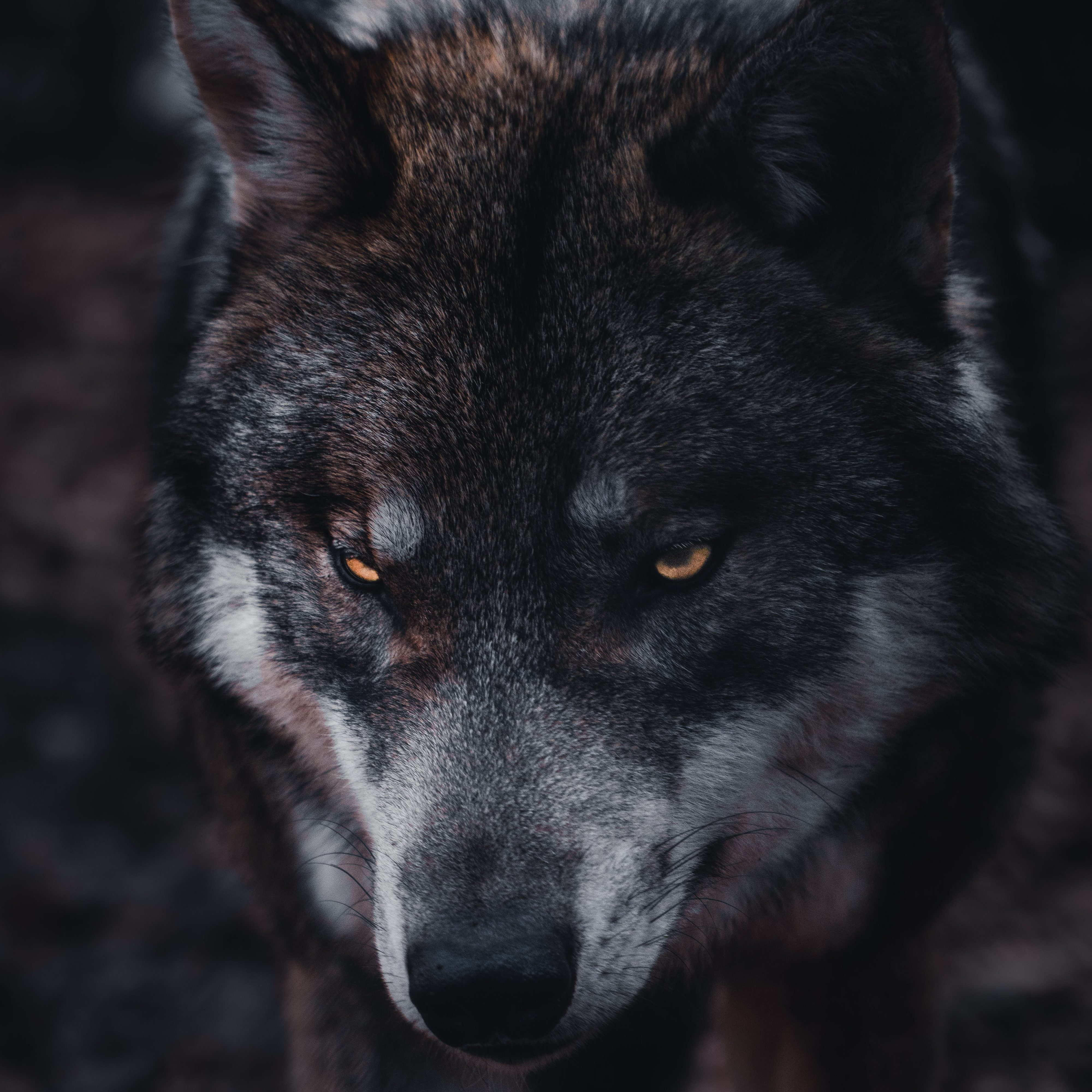 A wolf with yellow eyes glares on, their hunched shoulders and tilted snout giving the indication that they are growling.