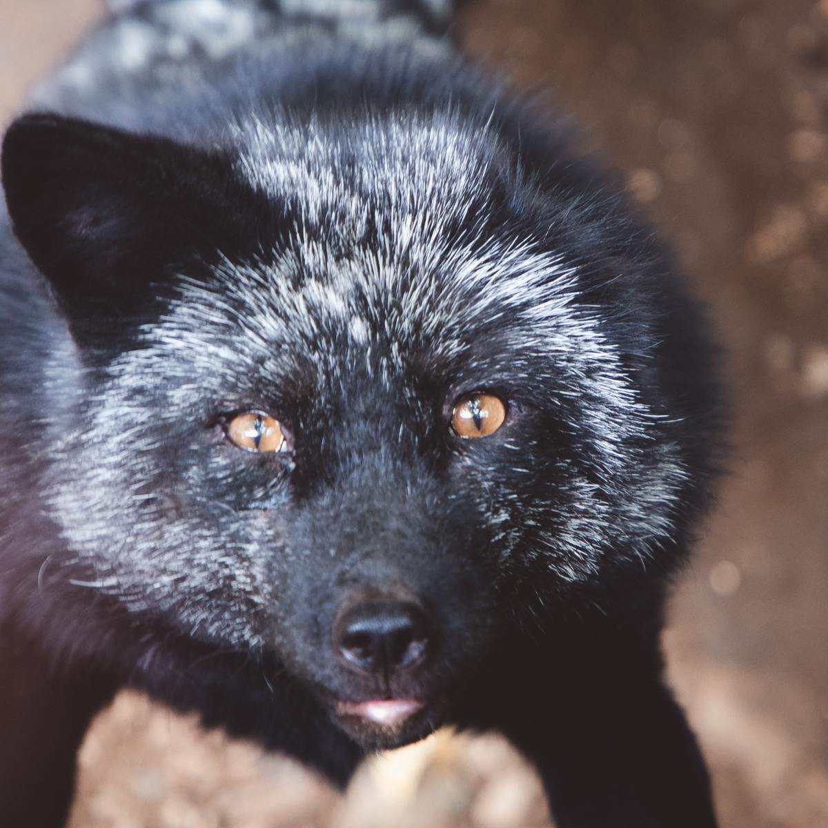 Lizzie’s Diary – Entry&nbsp;39