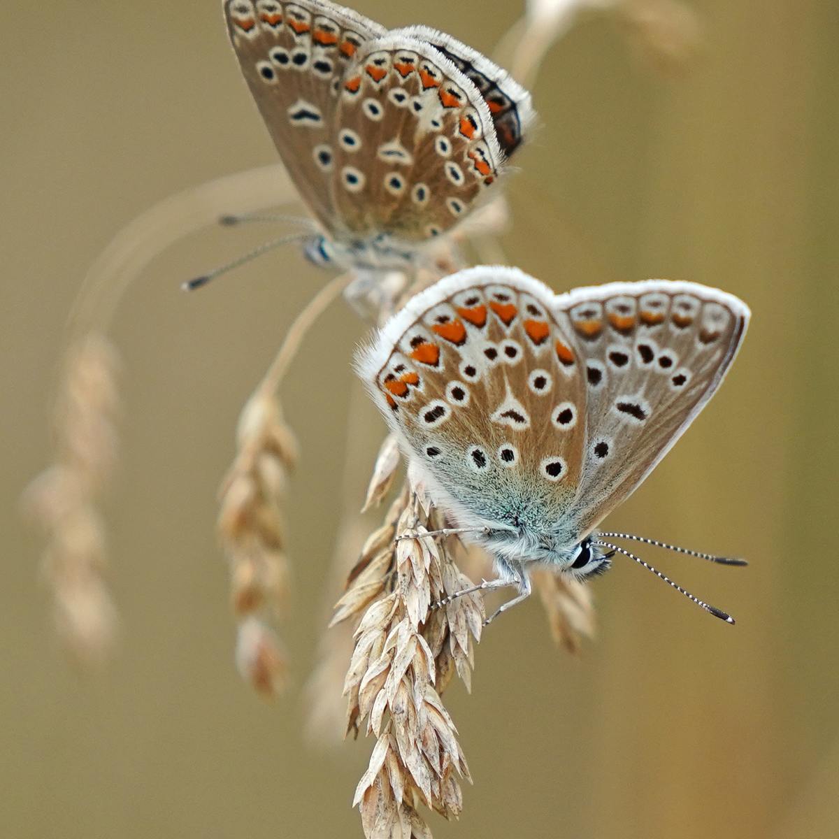 Lizzie’s Diary – Entry&nbsp;49