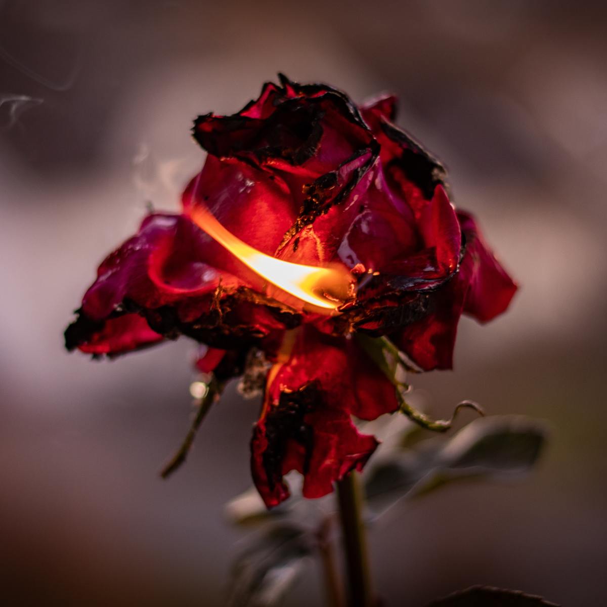 Lizzie’s Diary – Entry&nbsp;50